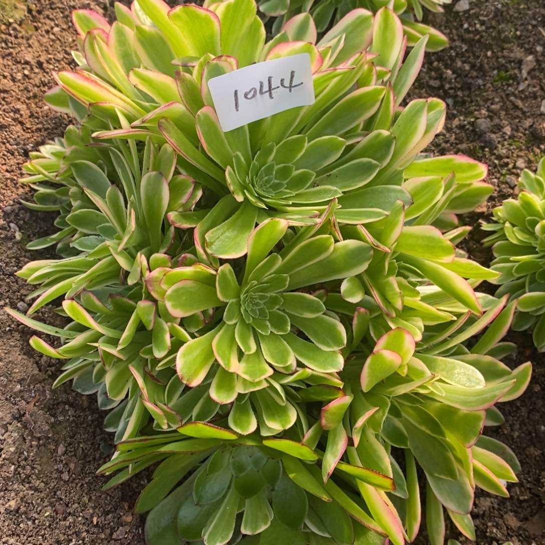 1044朝霞朵朵多肉植物