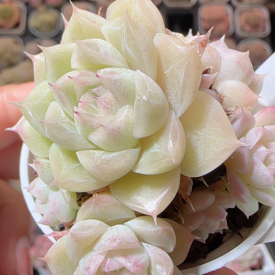 花语多肉1230-52散