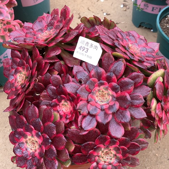 493红金刚多肉植物