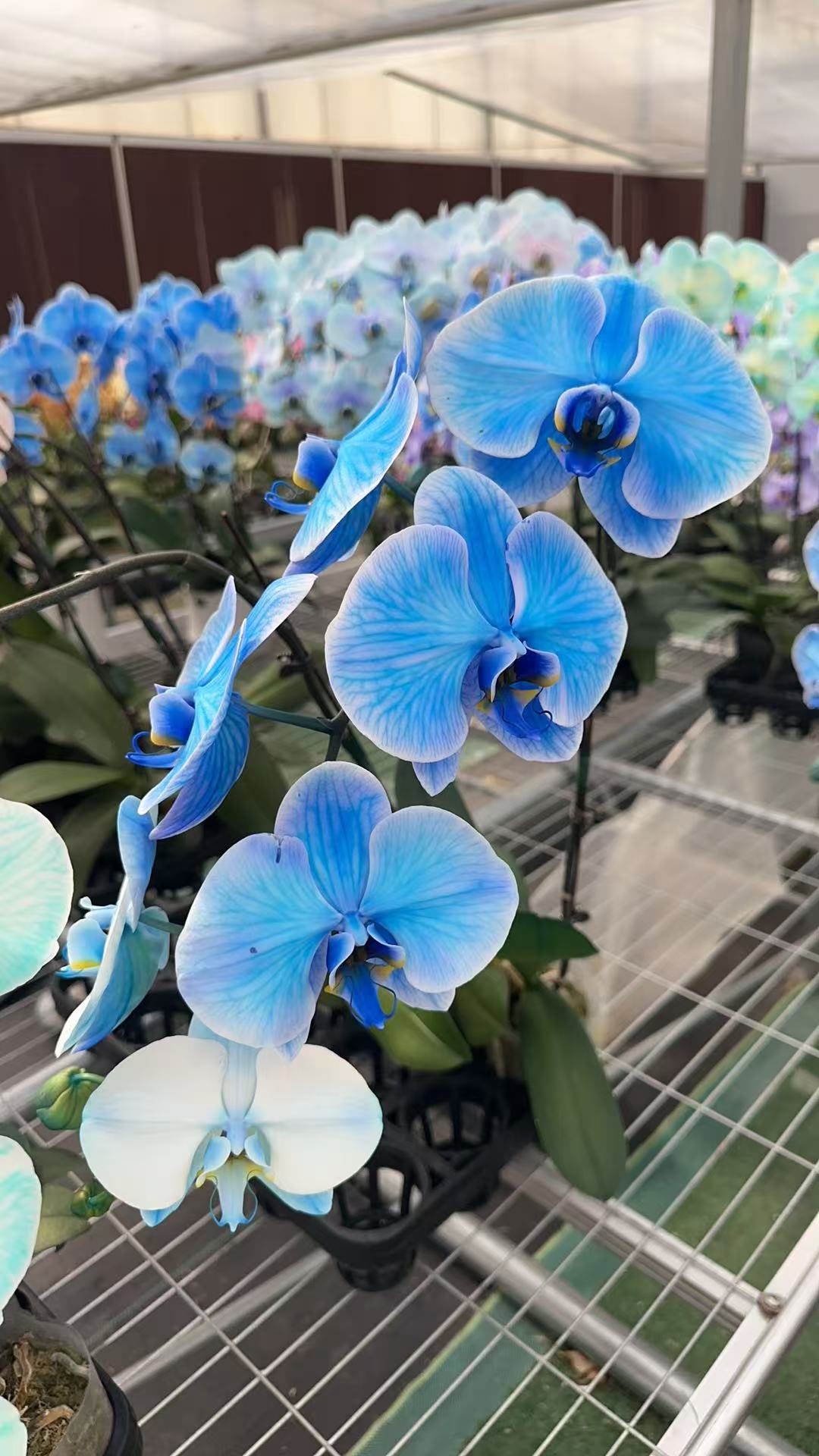 特价马卡龙大白V3吸色蝴蝶兰 盆栽蝴蝶兰（以直播间展示）