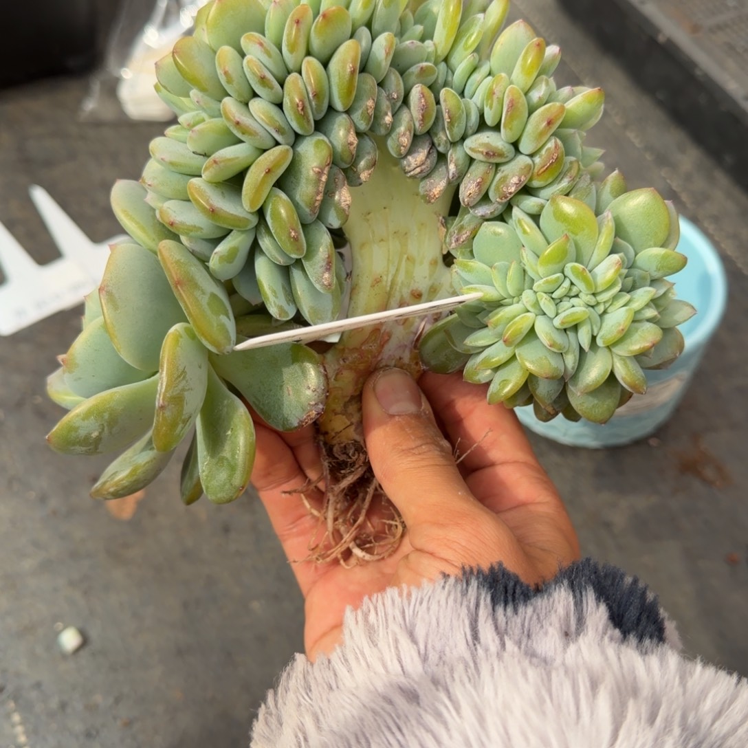 丁***亮凤橙胸花树缀（星影基因）30