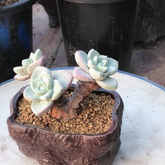 厚叶苹果叶仙女棒杯