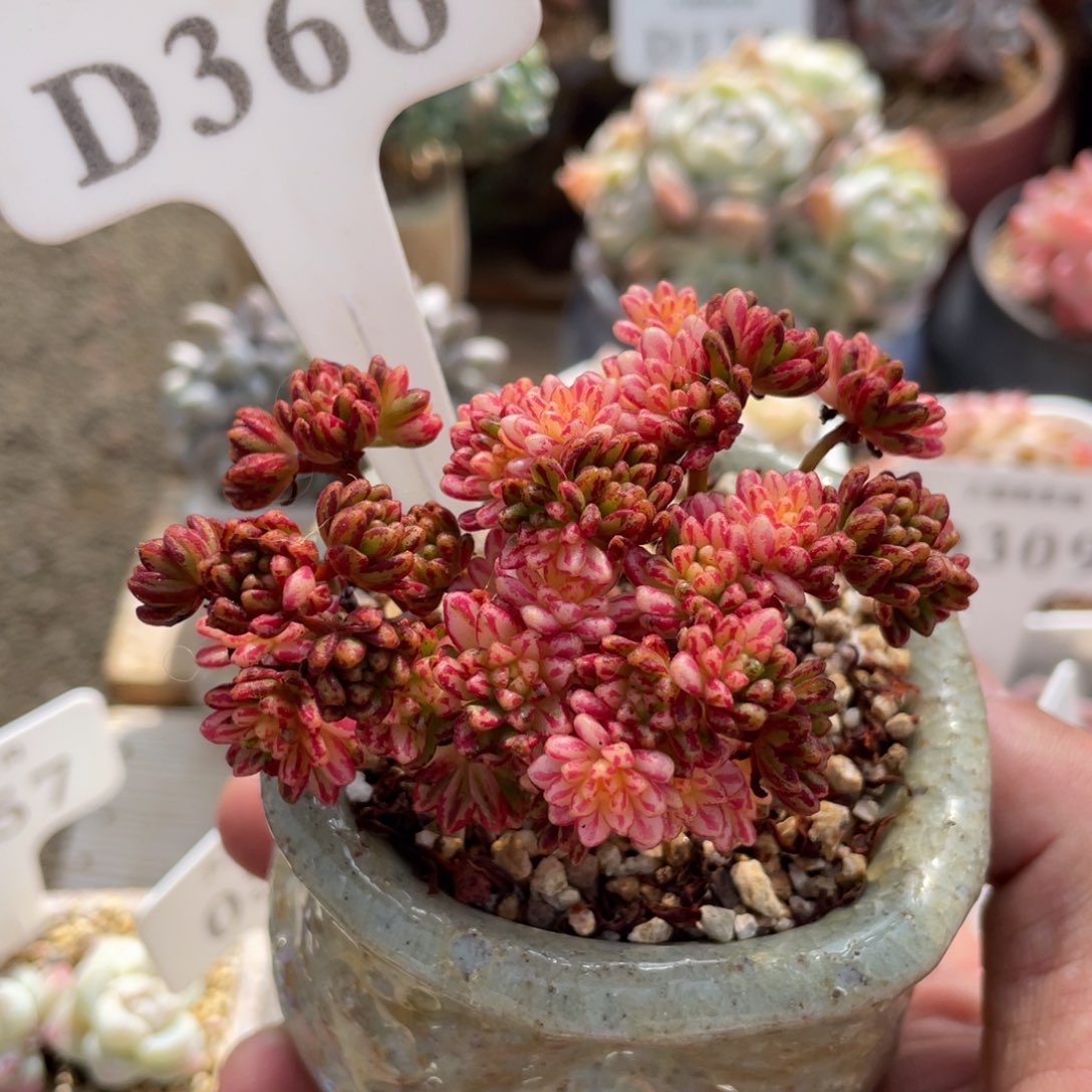 366小人祭锦不带盆8厘米