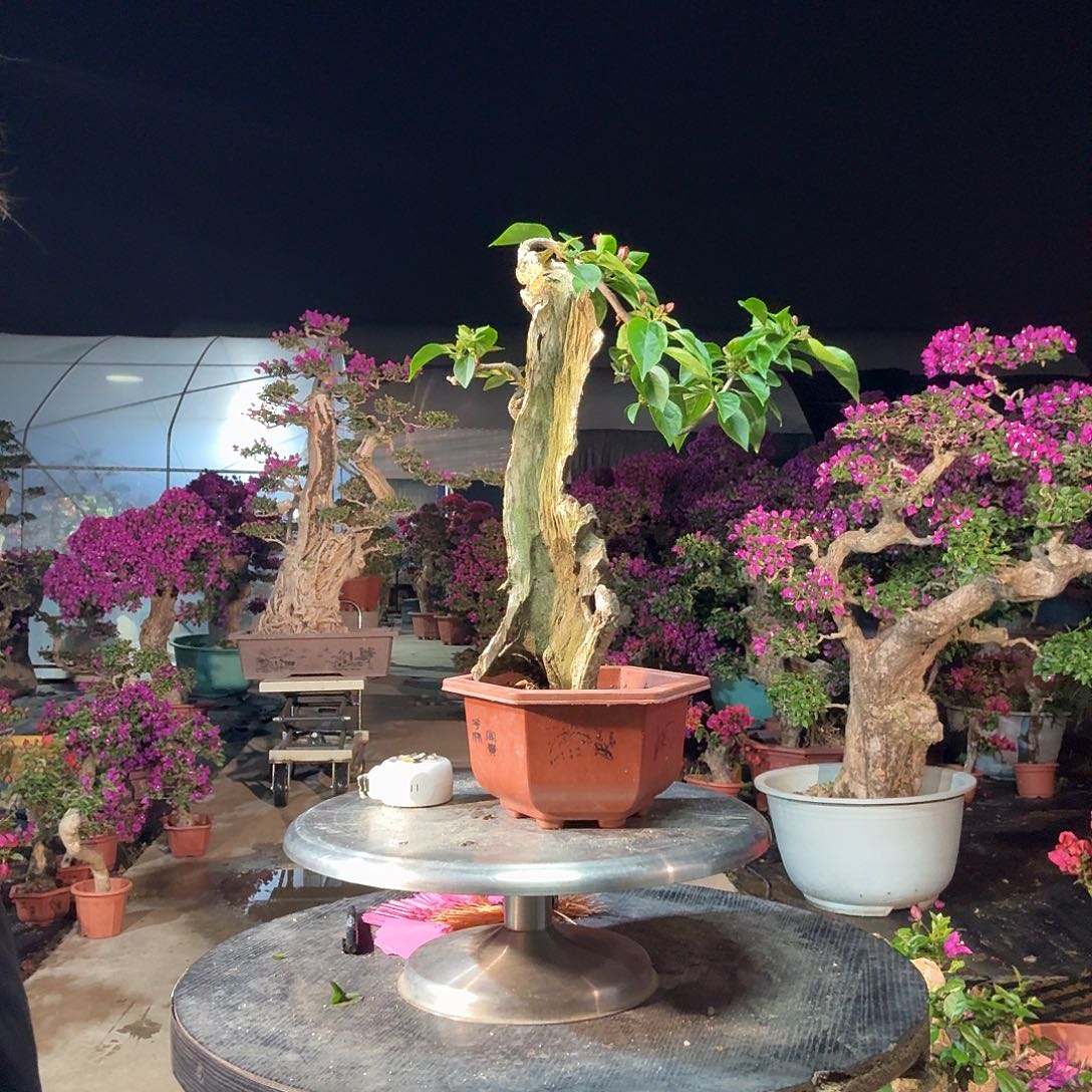 郑***我无花朵同安红三角梅