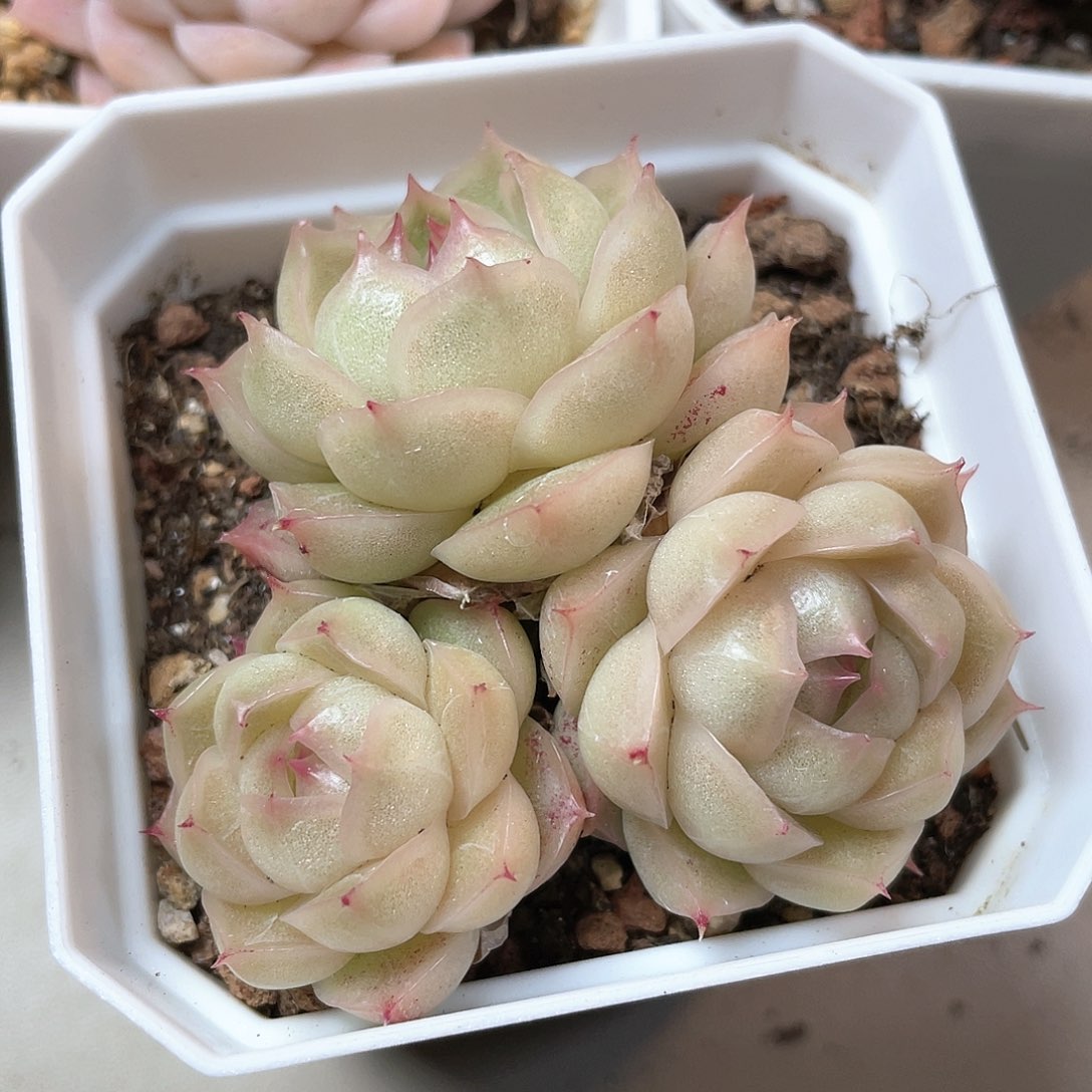 优选麦秆圆包透8992