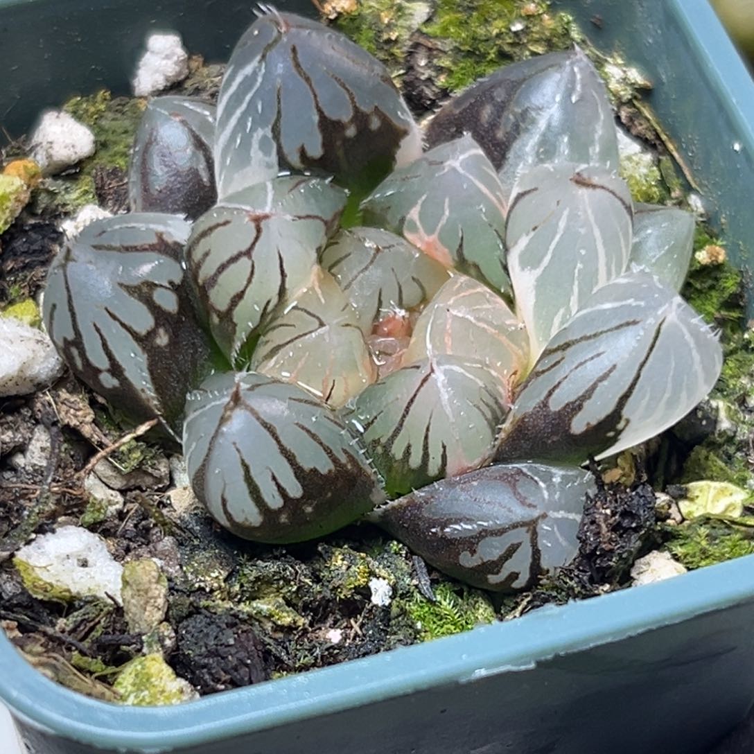 十二卷多肉植物0476白霓虹灯