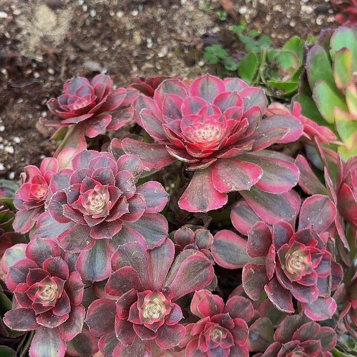 哈哈多肉葡萄福利5242个