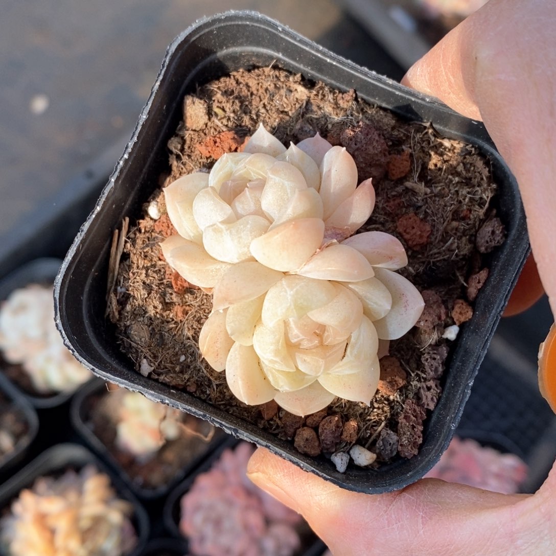 精品多肉一物一拍不包整81