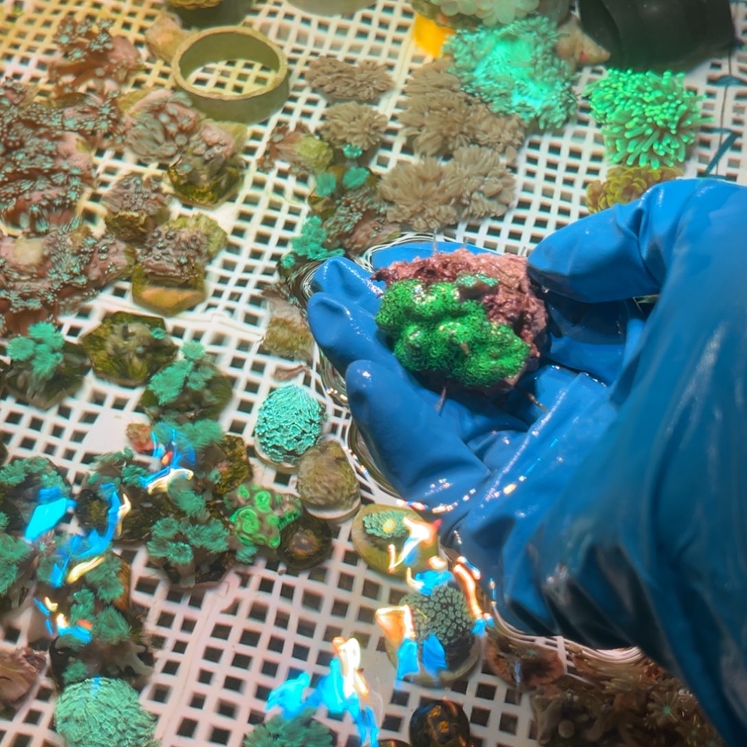 遐***隅奶嘴海葵西瓜菇1111