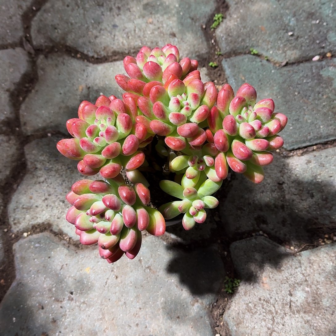 汤姆猫多肉植物精品