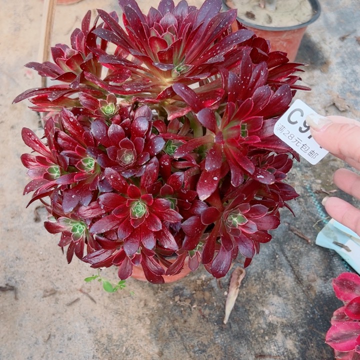 974安娜多肉植物