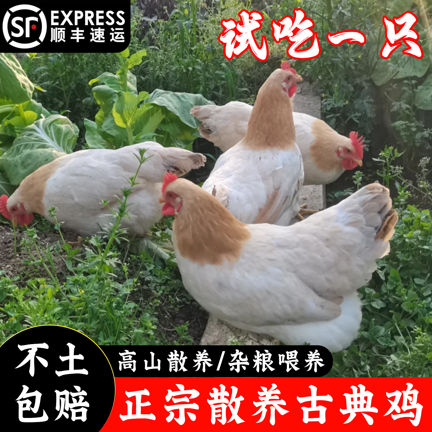 【买一只送一只】养足200天以上原种古典鸡单只毛重4斤杀好约2.8斤
