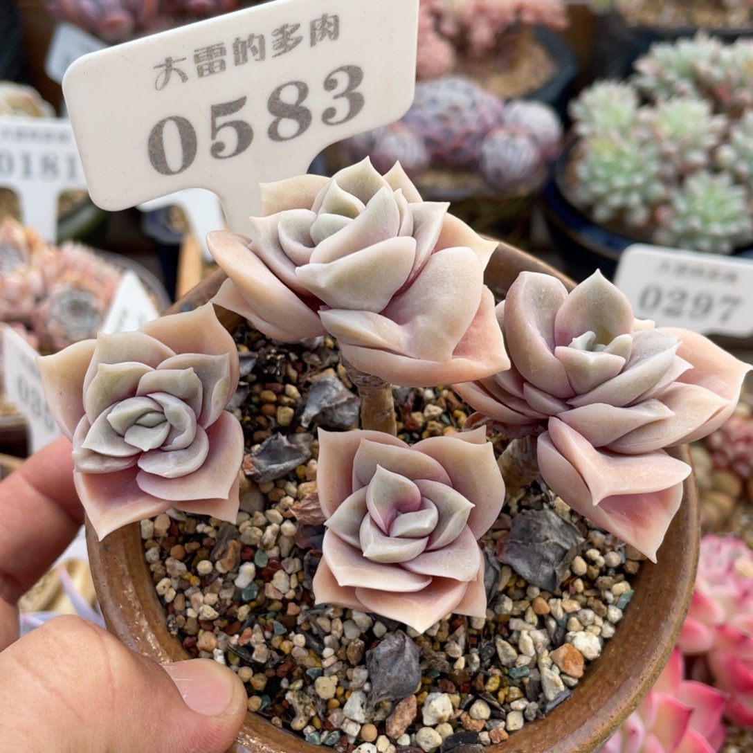 0583可爱玫瑰不带盆10厘米