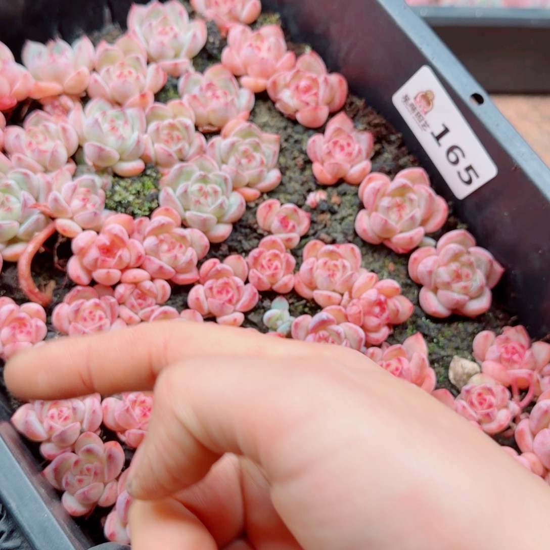 泡***x多肉植物多肉植物