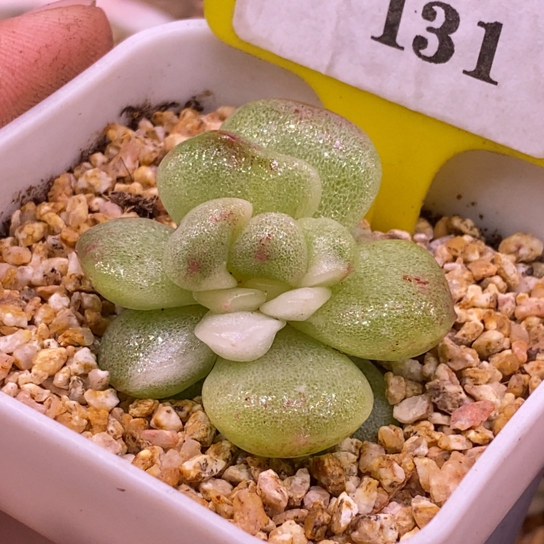 2131冰玉白锦变异……