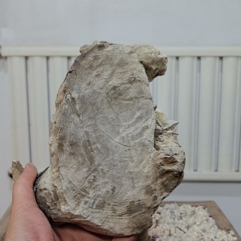 柏木（崖柏）幸*者崖柏根艺根雕天然