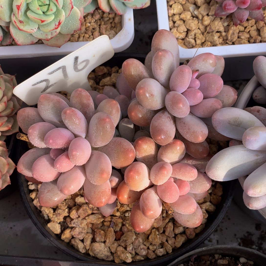 七彩美人7272727272727