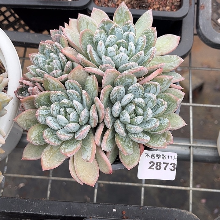 阿雅园艺。       2873百达翡翠