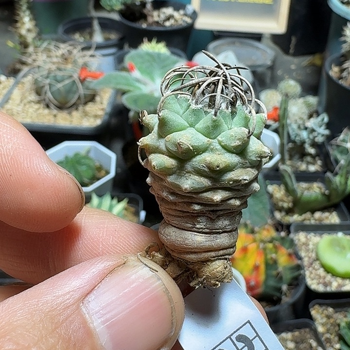 248碳刺升龙丸脱土发货