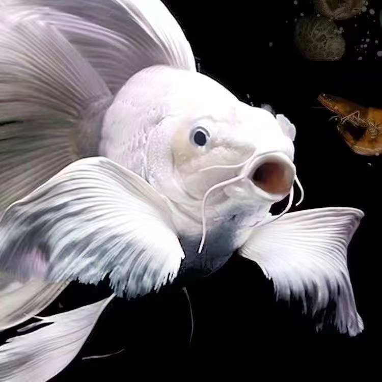 【蝴蝶鲤】观赏鱼随便改的链接0-30公分渔场发货