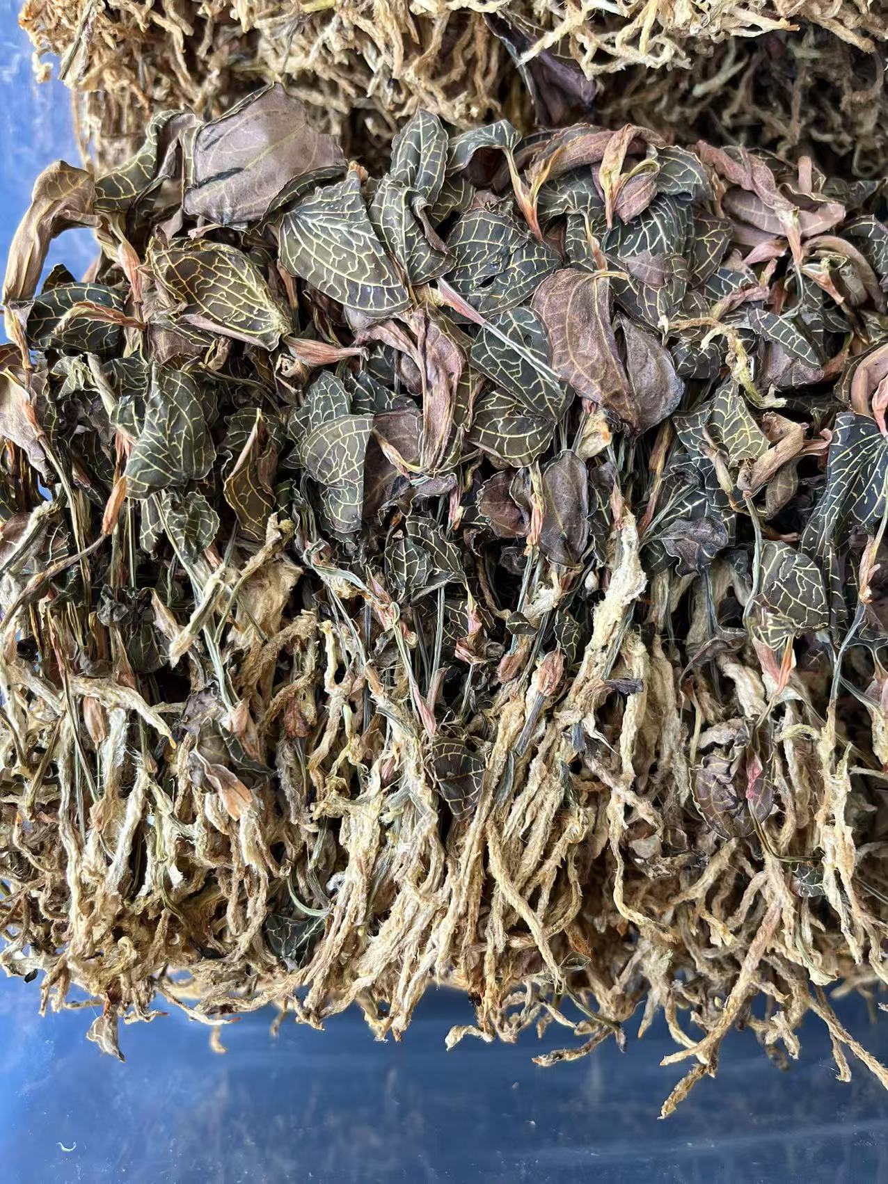 正宗金线莲干货金线明显品质超好福建南靖产地直发