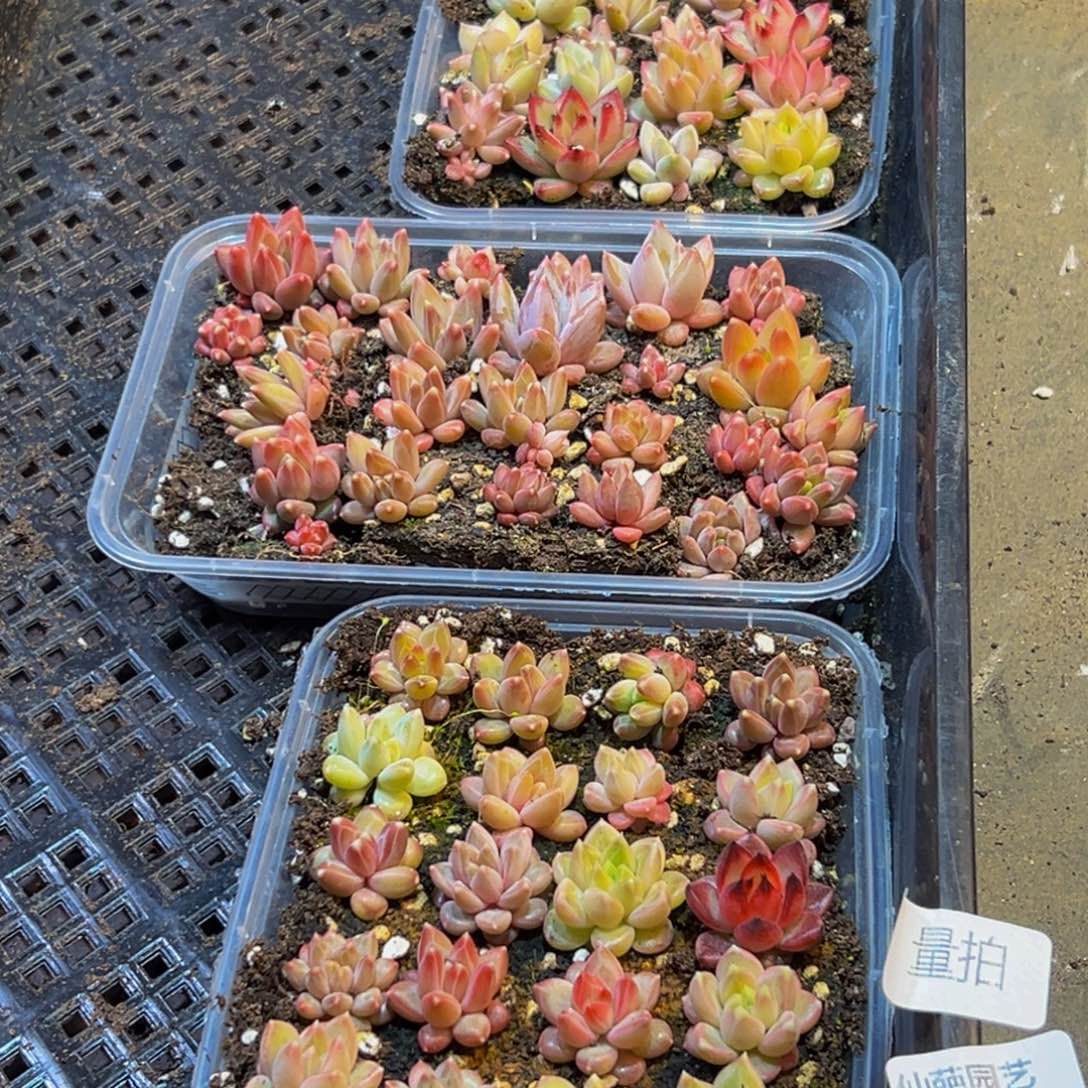 806多肉量拍一盒保底24颗葡萄的味道是真的