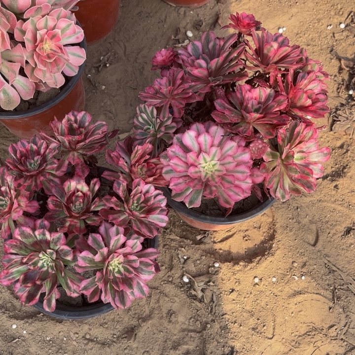 2个红彤白16冠服裸根