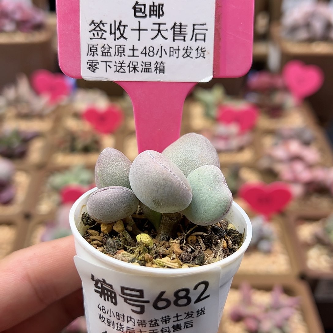 682球球紫蛋多肉植物