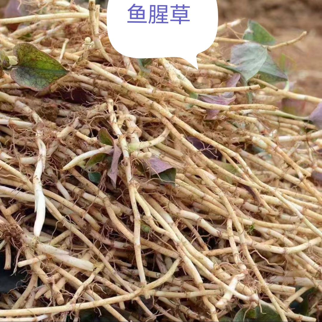 贵州黎平农家新鲜现挖鱼腥草折耳根可凉拌的野菜腿疼