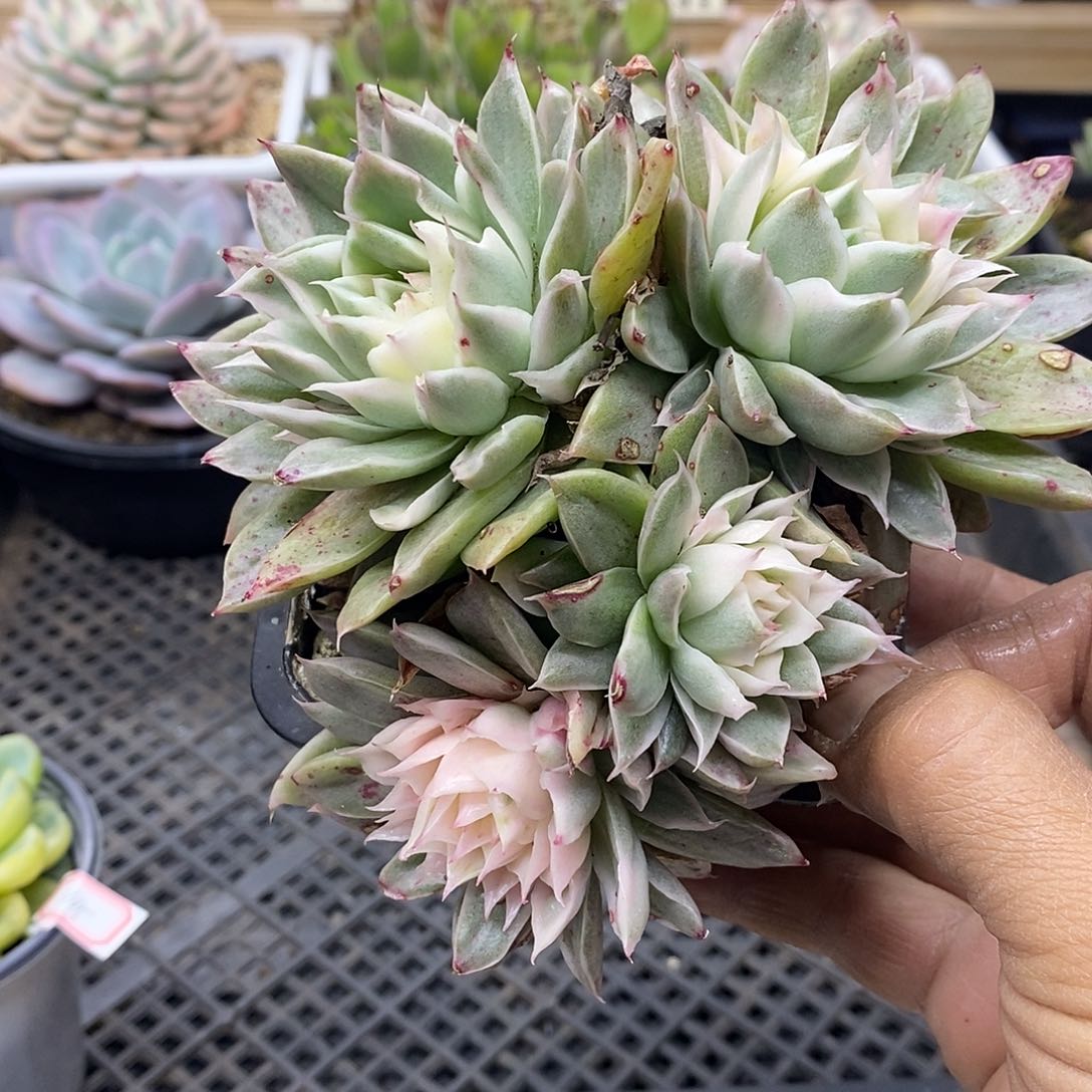 22146 海胆麦秆锦群