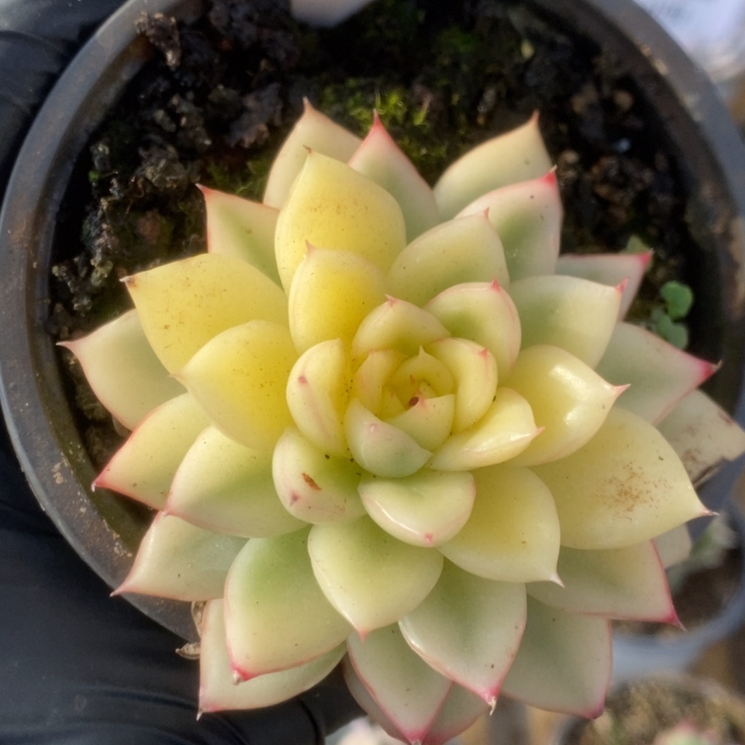 694曼陀罗叶心全了要砍