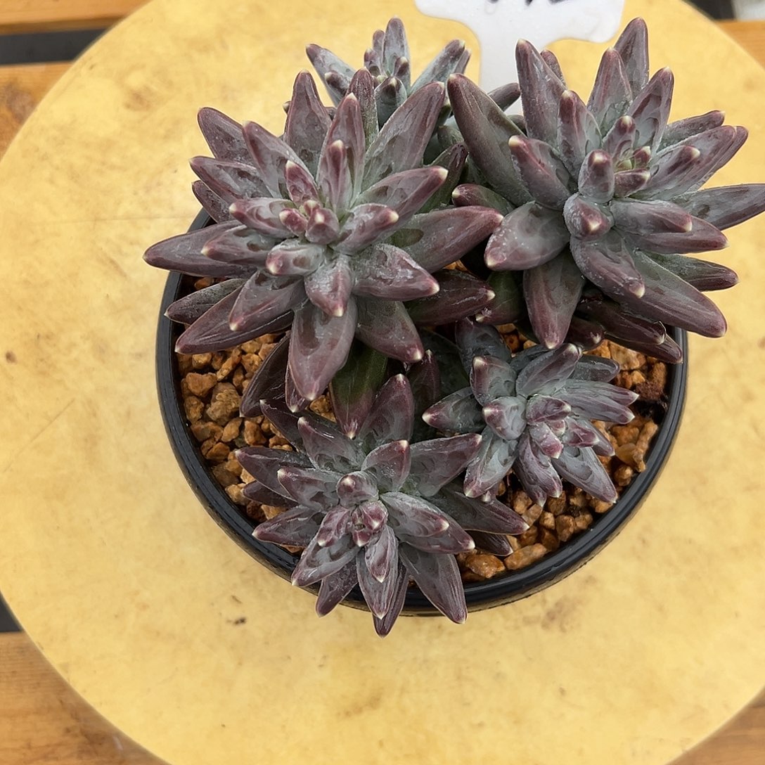 632凤羽。多肉。     