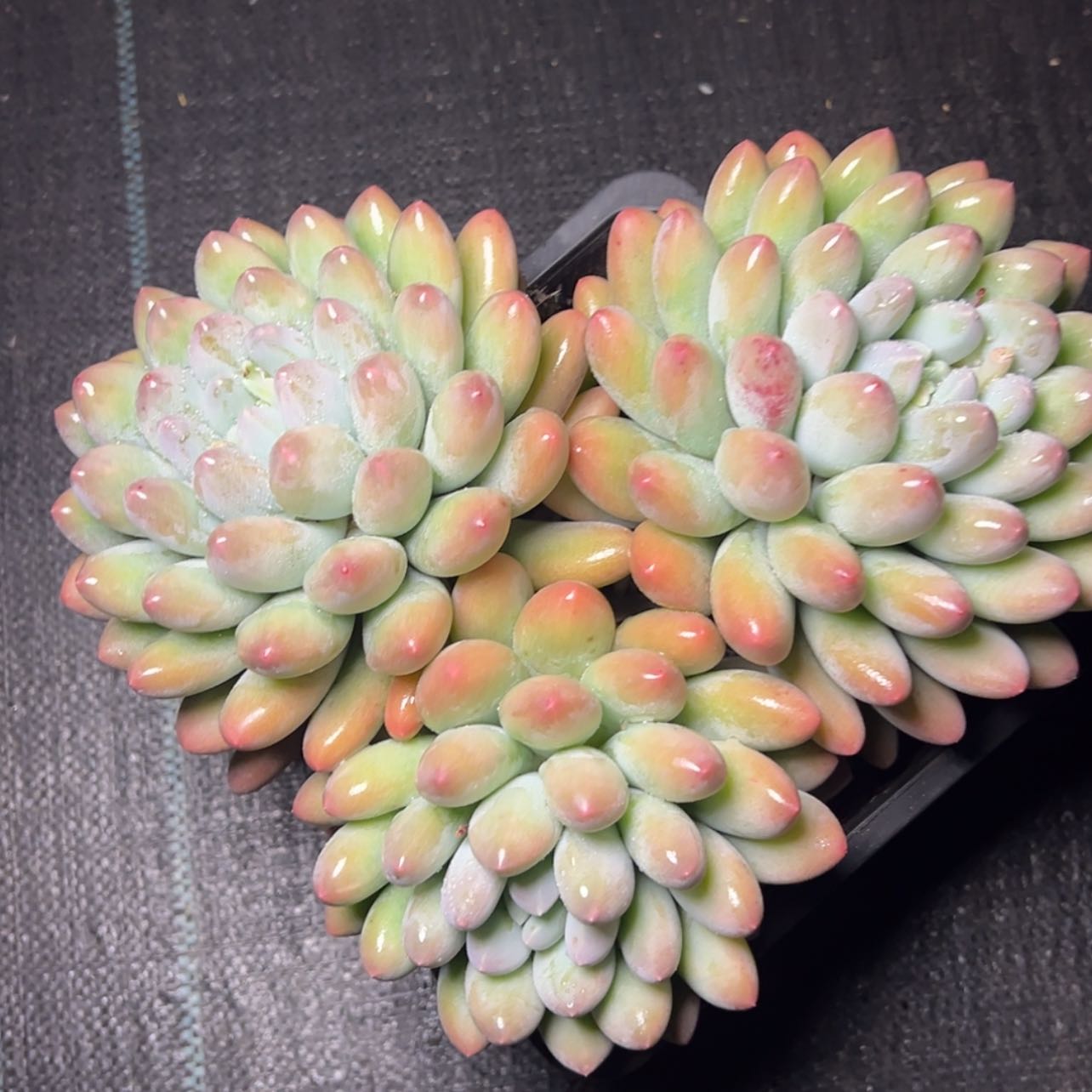 【闪购商品】香水宝贝多肉58