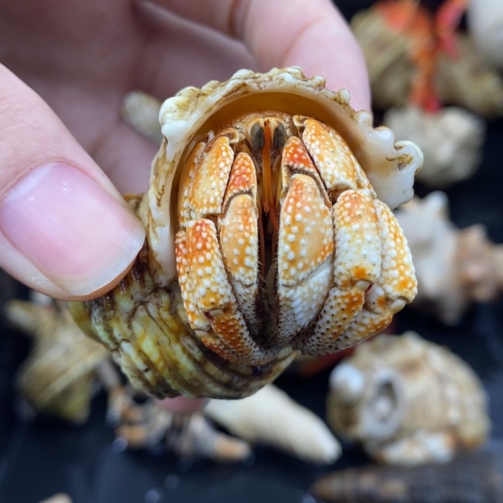 2.6口毛里求斯草莓