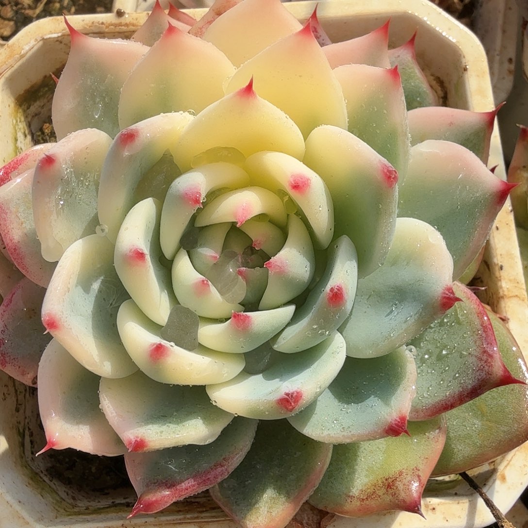 吉娃娃锦，多肉植物