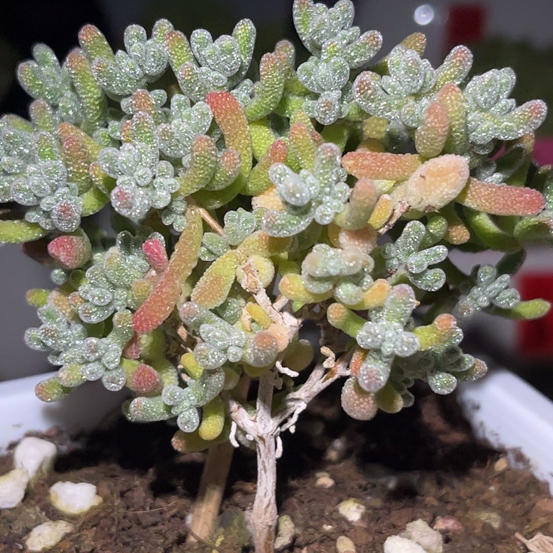 冰晶枝干番杏优选