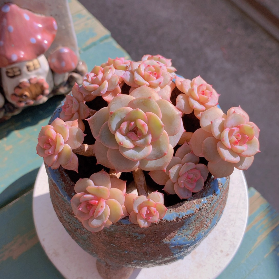 不知名无砍自然群老桩