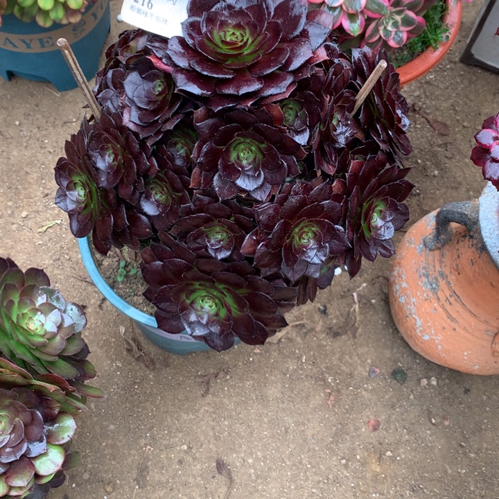 216黑美人多肉植物特价