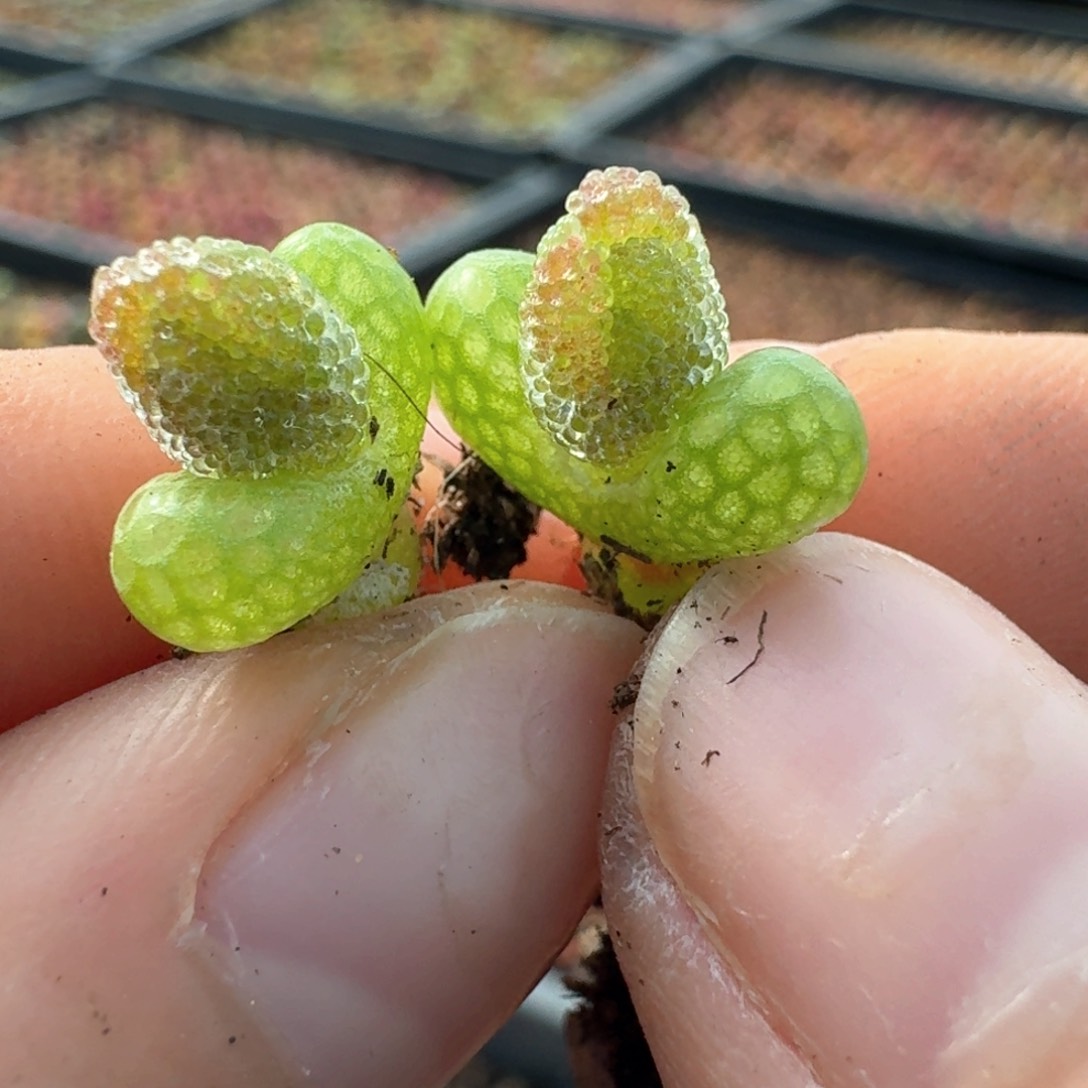 1000两颗妖奇玉000000