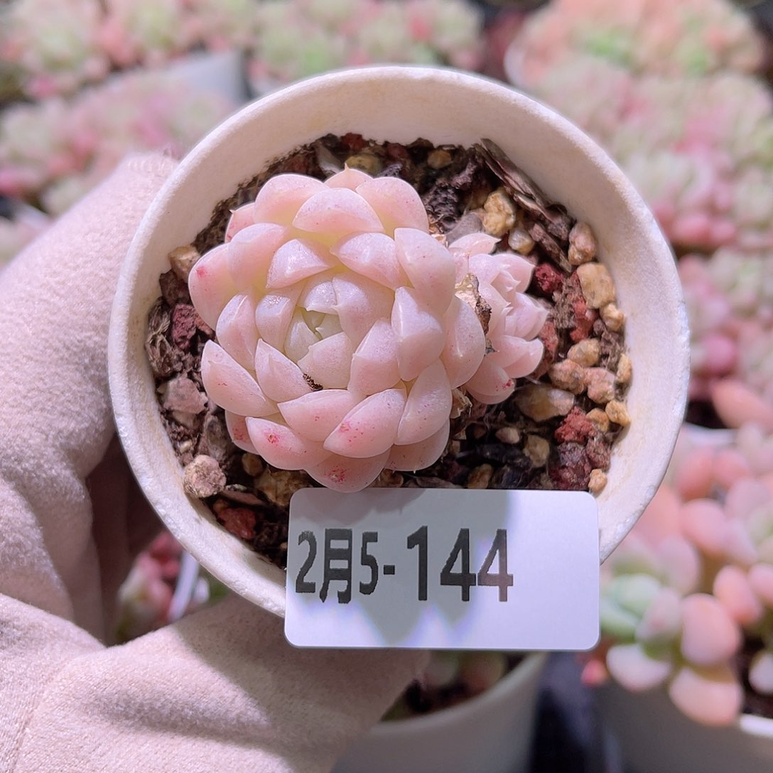 花利美5-144麦秆带仔