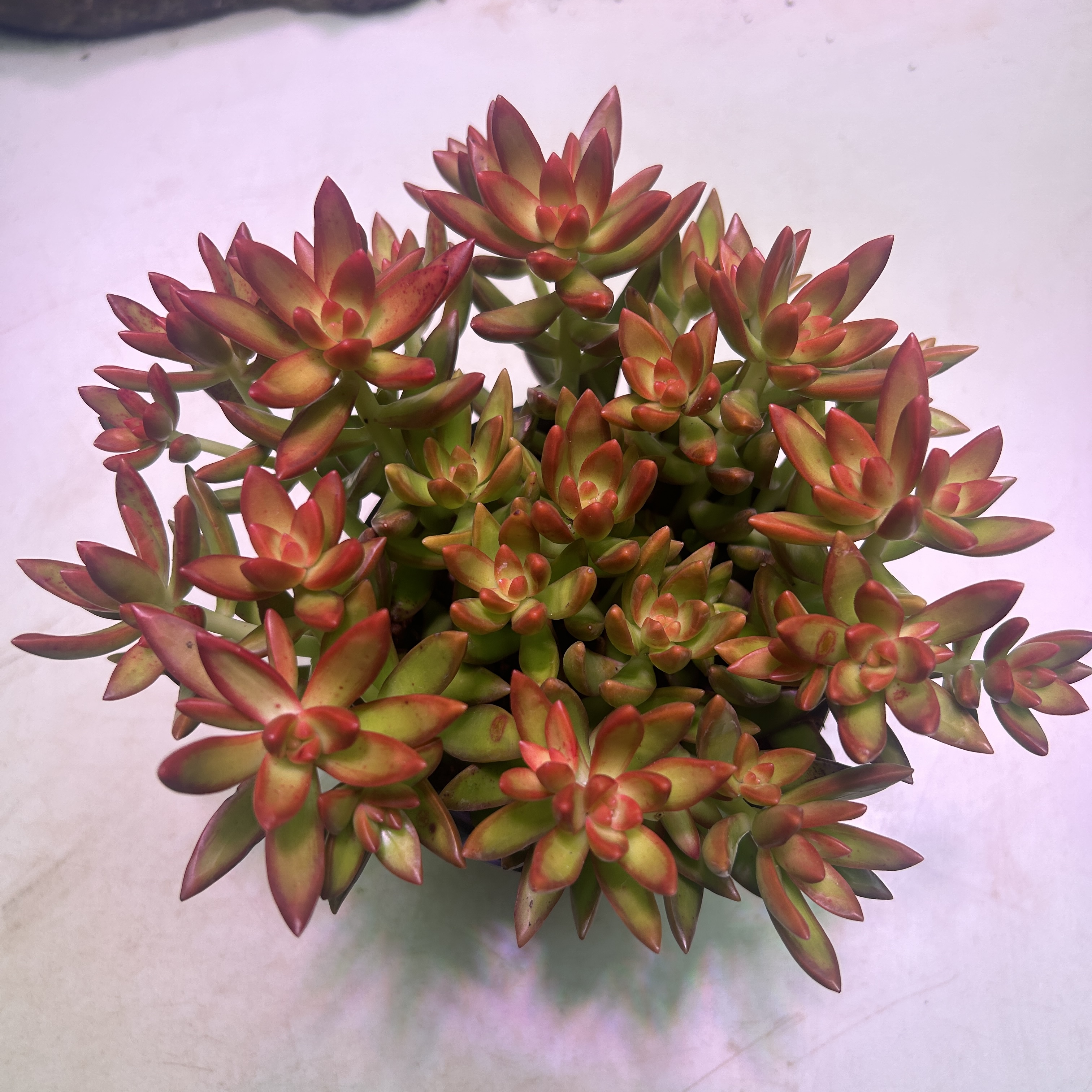 红日多肉· 新手好养好看 室内室外 拍二送一