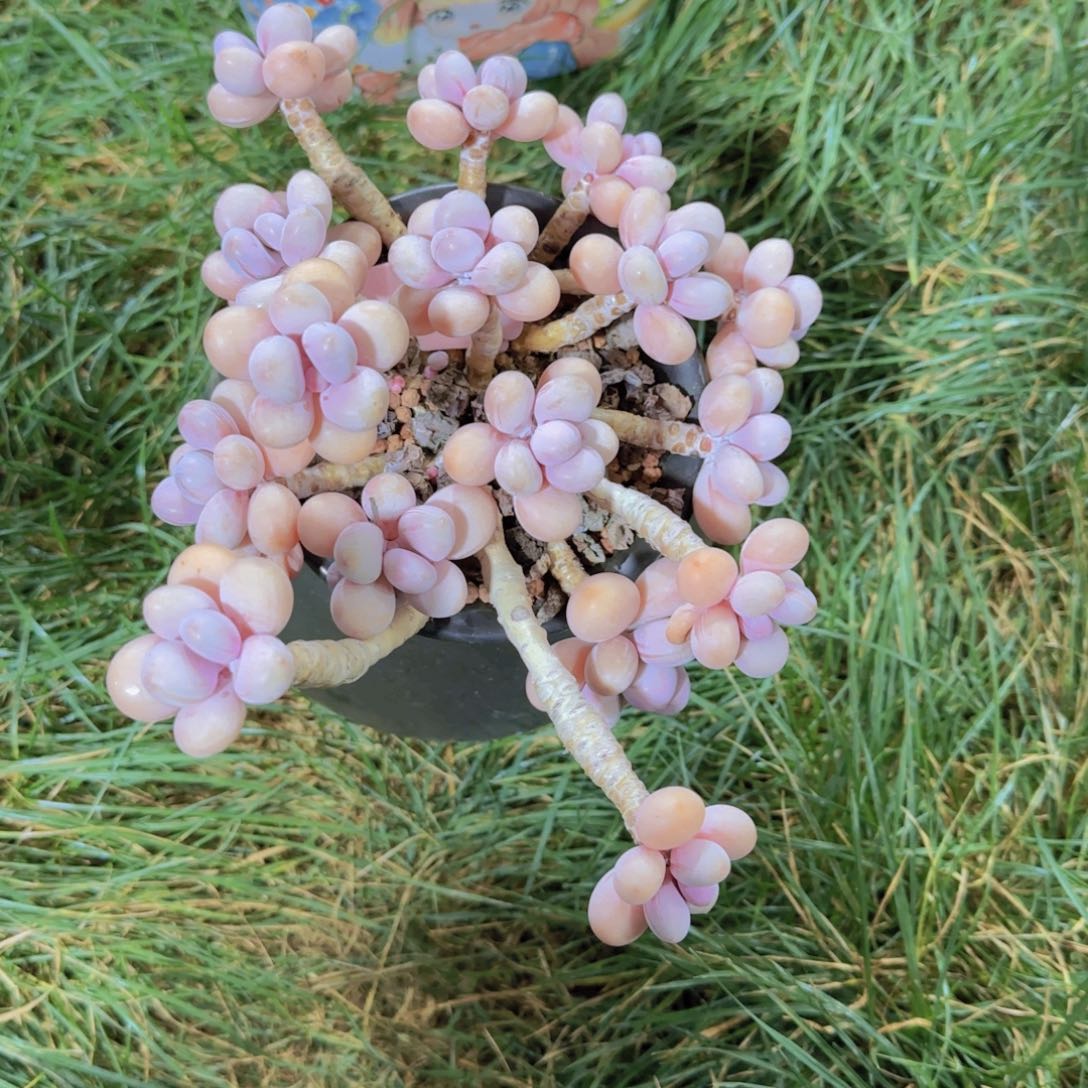 桃蛋多肉植物               