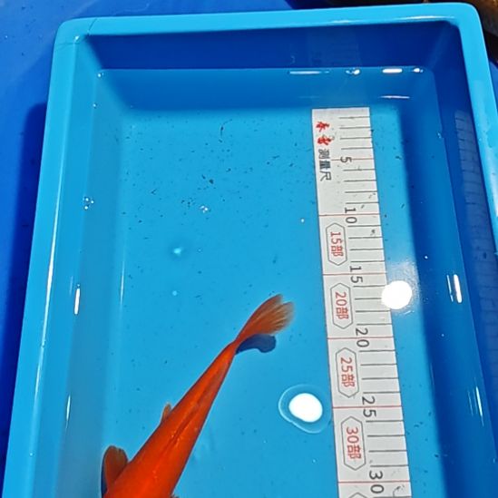 锦鲤不包邮邮费到付