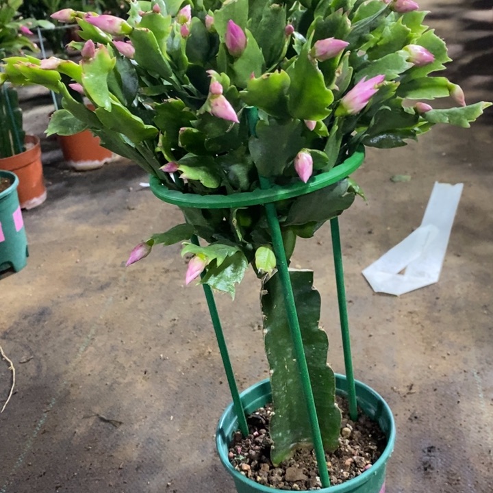 当前无花栽培后可以开花开***天529嫁接073