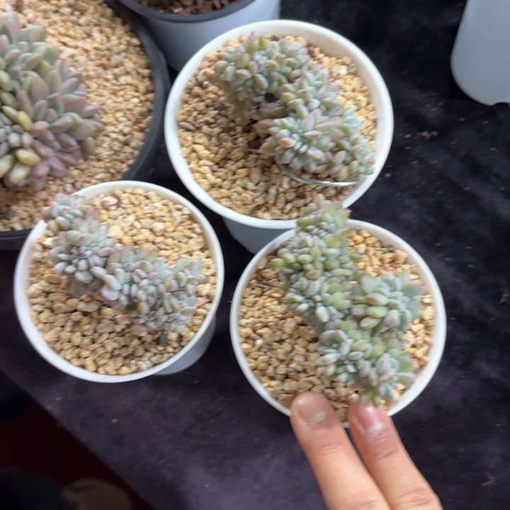 桔*棠3颗一起一物一拍的