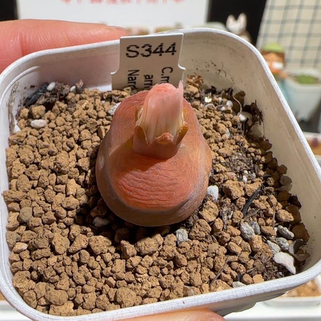 煮***茶肉锥多肉植物组合-优选水蜜桃母本997