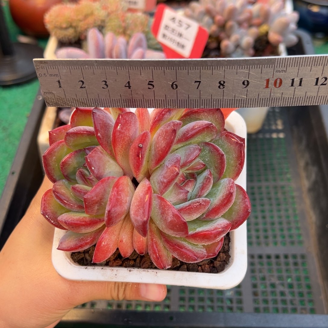 表妹精品多肉植物412.
