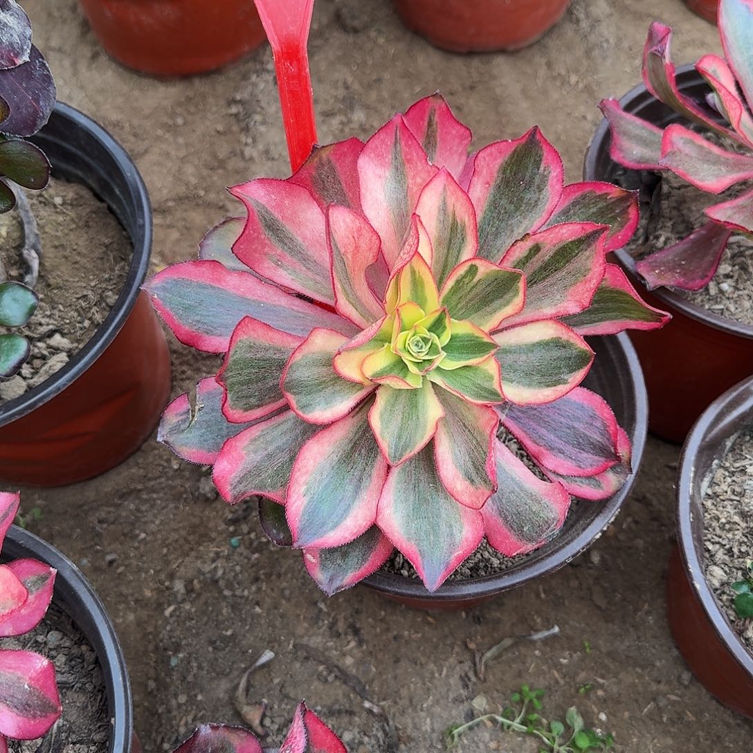 4184魅影多肉法师