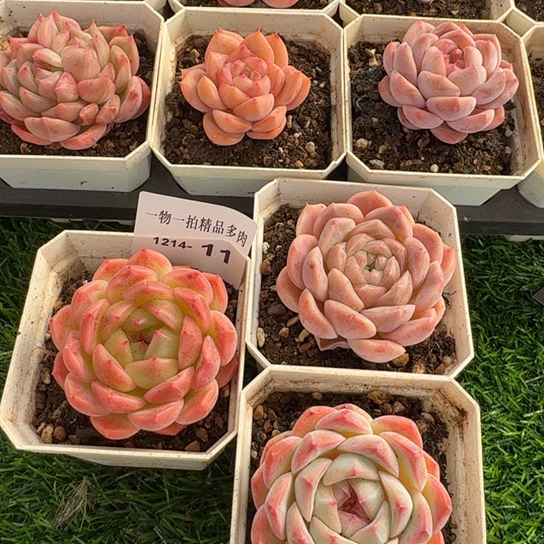 1214-11三颗多肉一物一拍