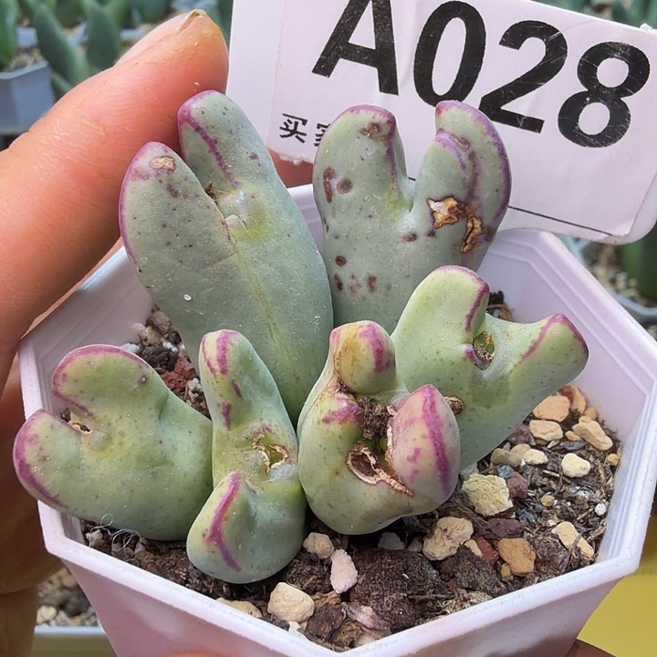 028。满38包邮肉锥